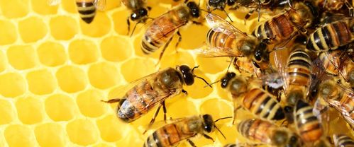 Bienenwachs gelb  bio 2. Wahl